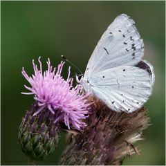 L'Azuré des Nerpruns