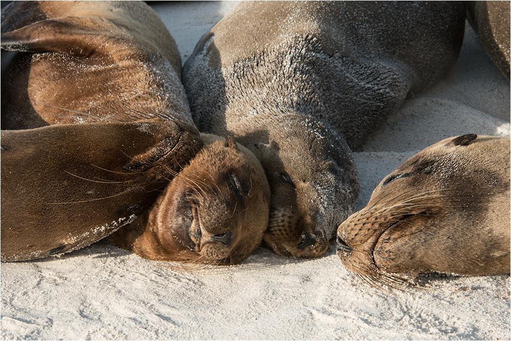 Lazy Afternoon