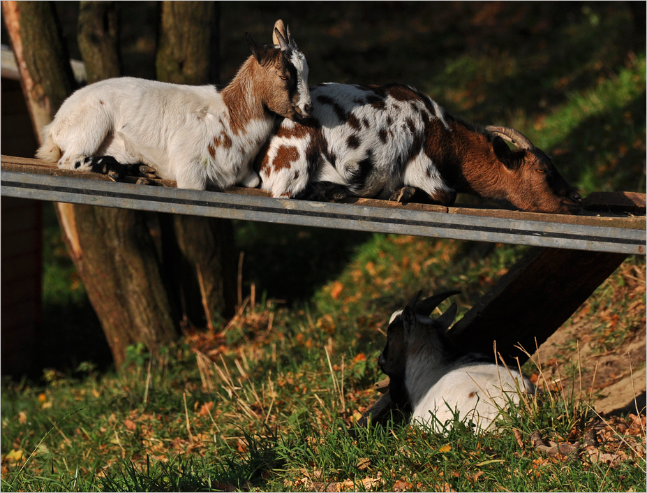 Lazy Afternoon