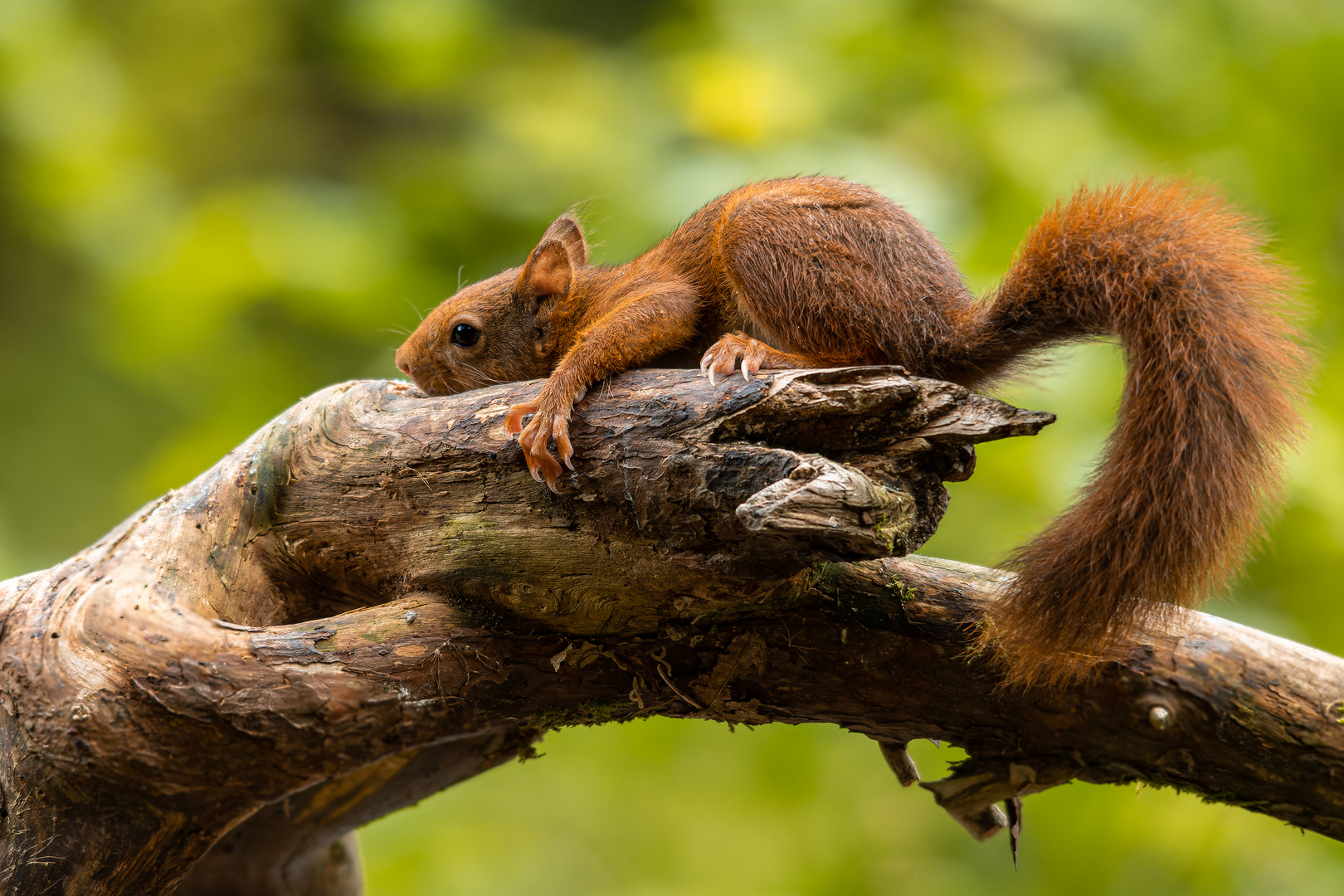 Lazy afternoon 