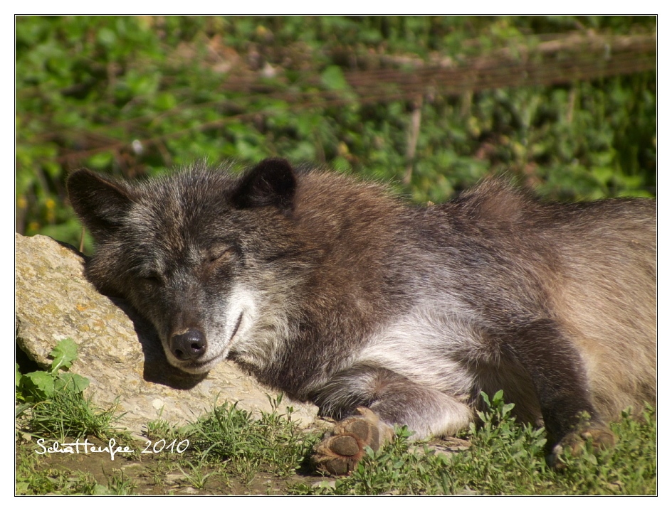 Lazy afternoon