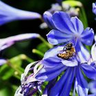 Lazy Bee! Sitting on his Bee-Hind.