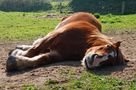 lazy bretonian horse.... von Bernie R.