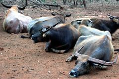 Lazy buffalows