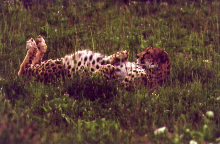 Lazy Cheetah