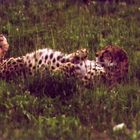 Lazy Cheetah