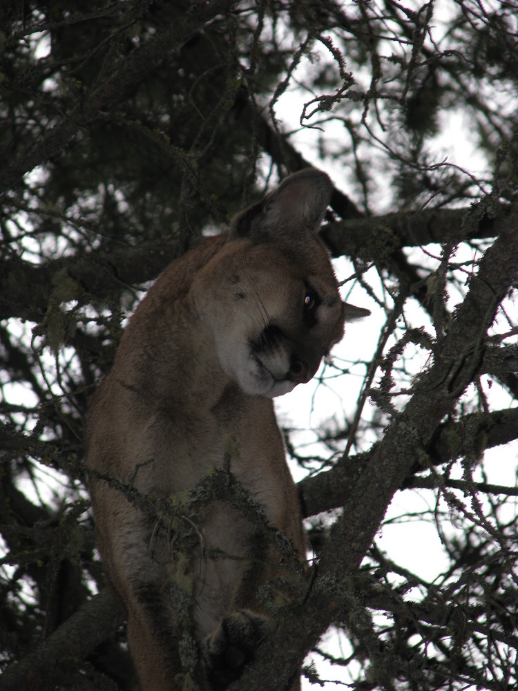 Lazy Cougar in the tree