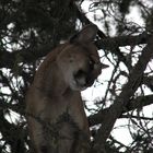 Lazy Cougar in the tree