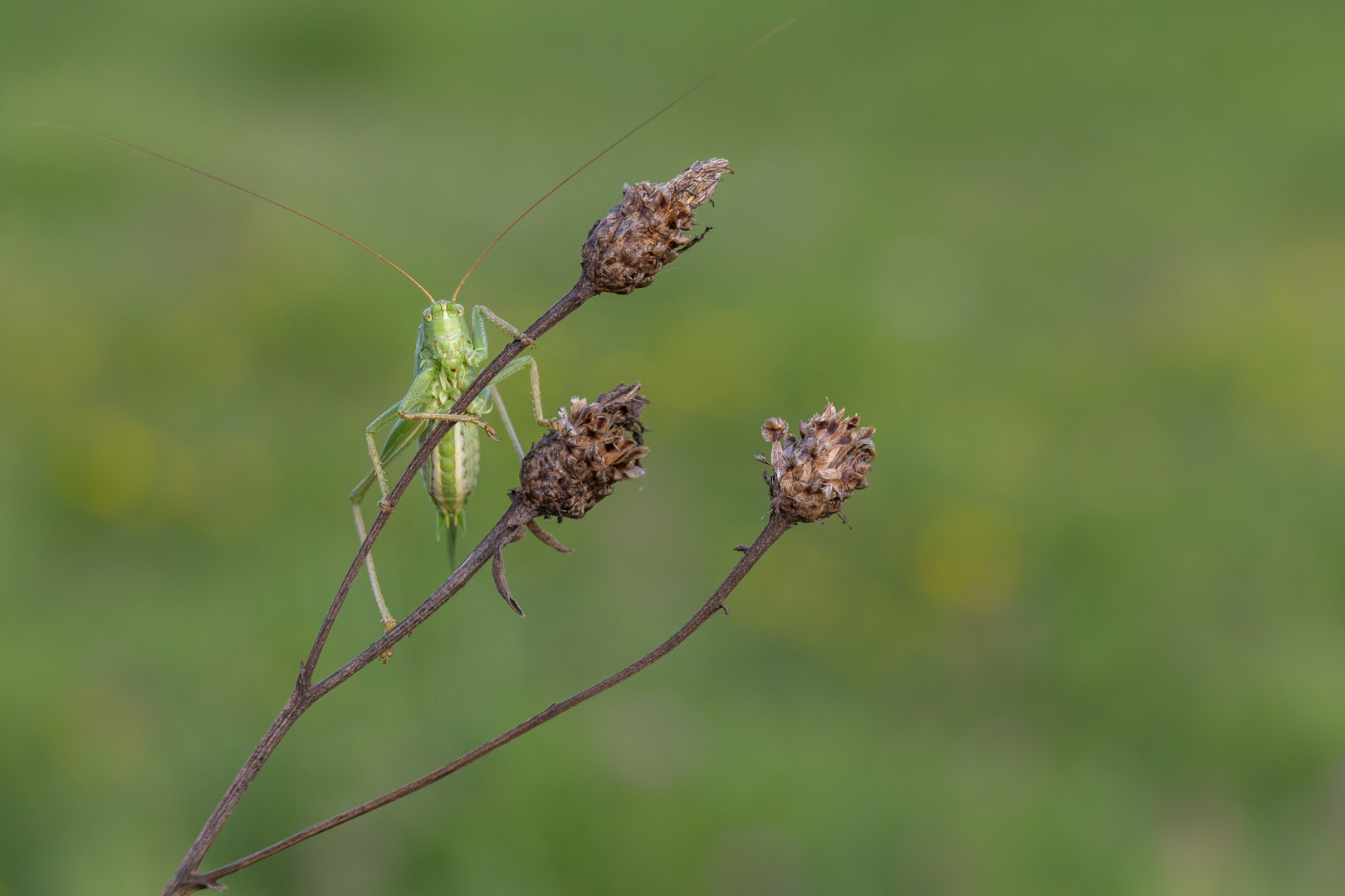 Lazy Cricket