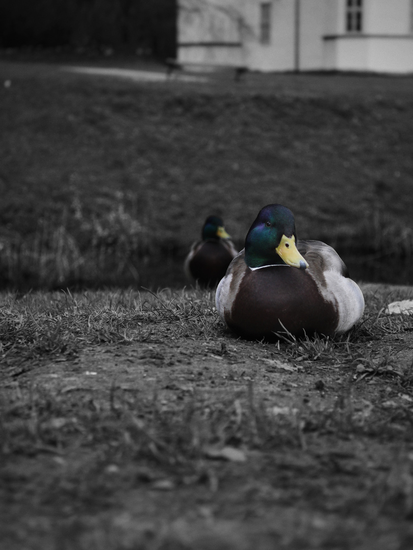 lazy duck