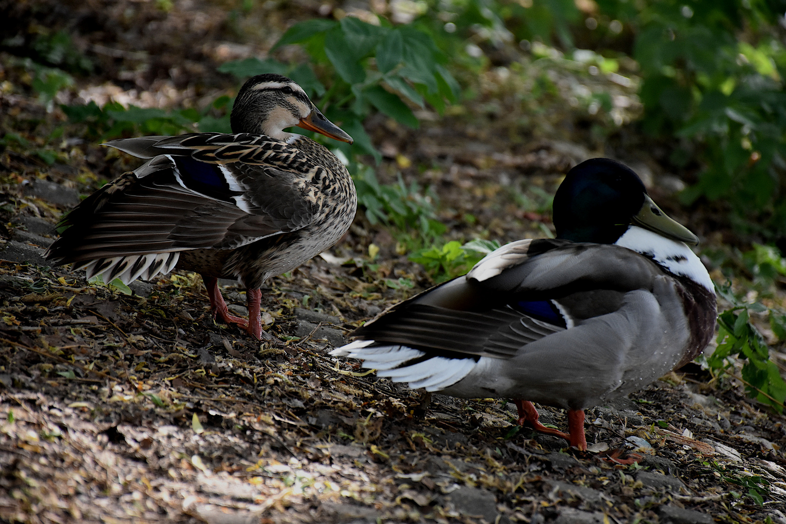 Lazy Ducks