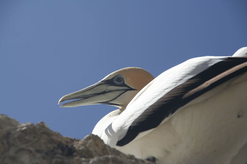 lazy gannet