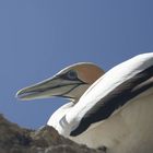 lazy gannet