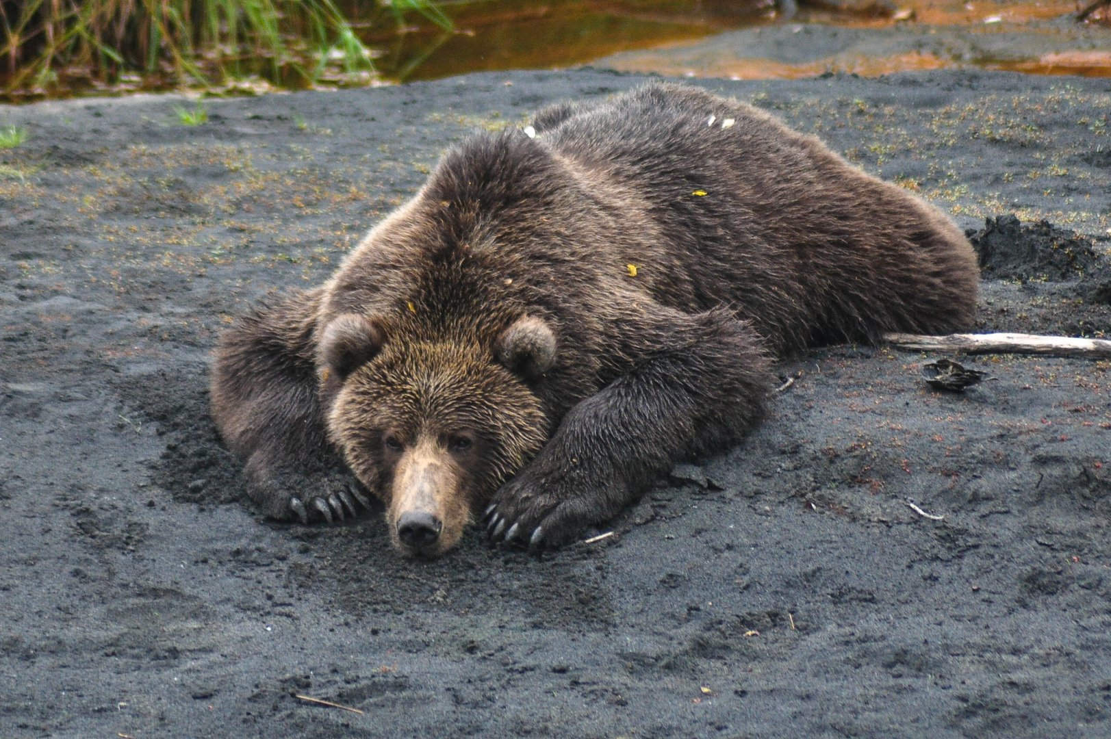 lazy grizzly