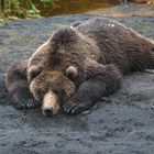 lazy grizzly