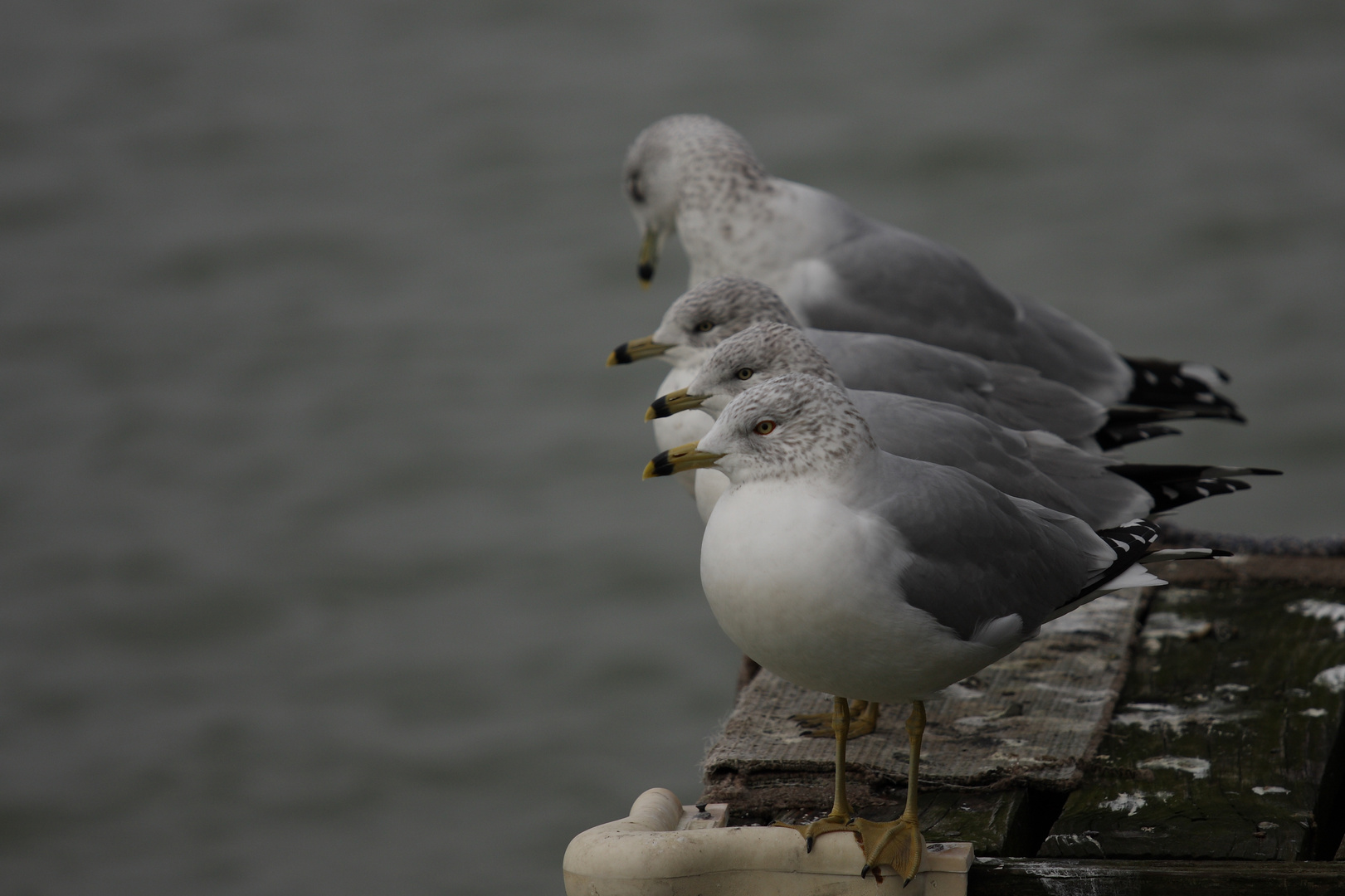 Lazy Gull