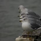 Lazy Gull