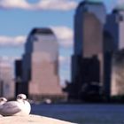 Lazy Gulls - N.Y.C. 2005