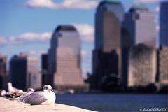 Lazy Gulls - N.Y.C. 2005