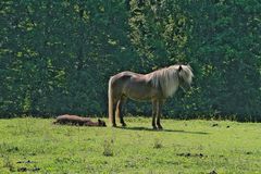 Lazy horses