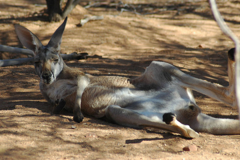 lazy kangaroo