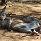 lazy kangaroo