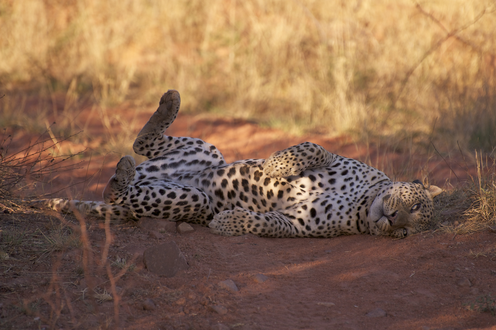 lazy Leopard