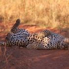 lazy Leopard