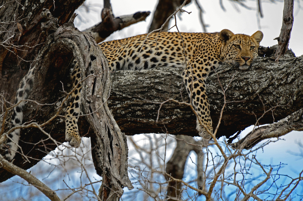 Lazy Leopard