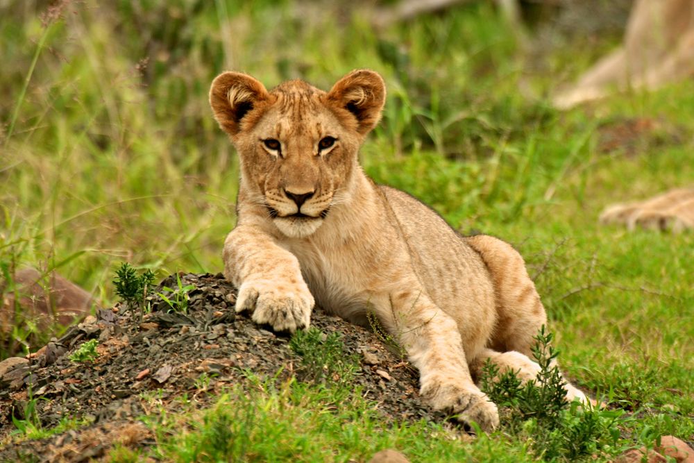 Lazy Lion von Thomas Göbel 