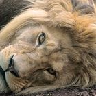 Lazy lion