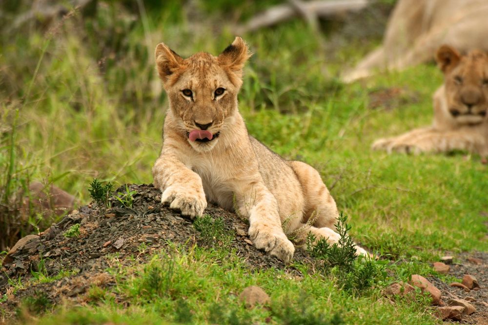 Lazy Lion von Thomas Göbel 