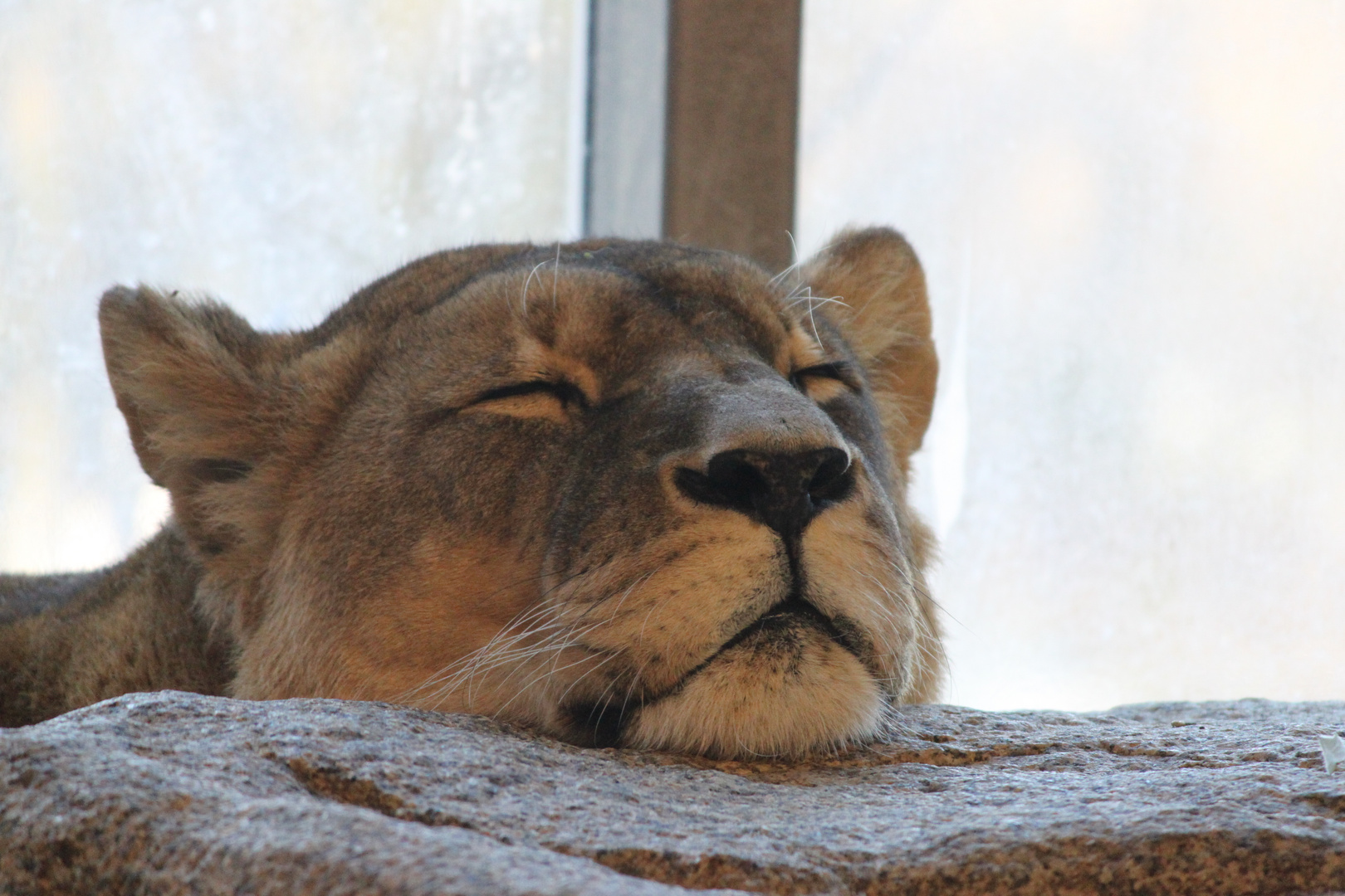 Lazy Lion