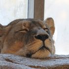 Lazy Lion