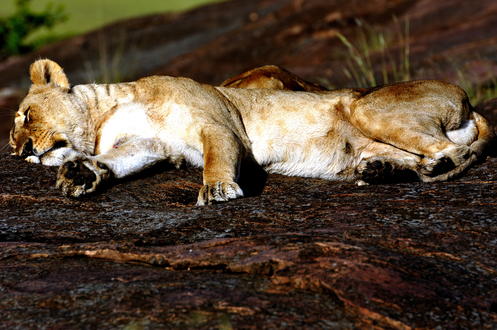 lazy lion, Masai Mara, Kenya