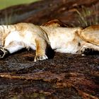 lazy lion, Masai Mara, Kenya