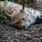 Lazy Lynx