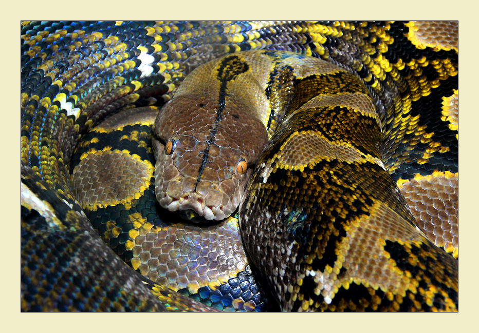  lazy snake Foto & Bild tiere, zoo, wildpark & falknerei