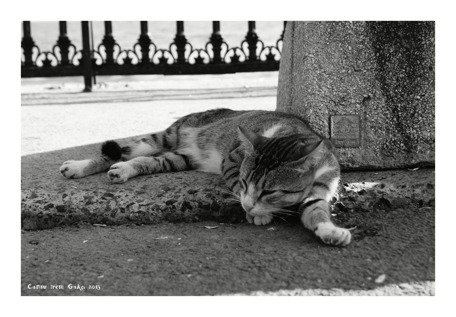 Lazy Street Cat in the Shadow