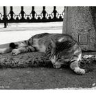Lazy Street Cat in the Shadow
