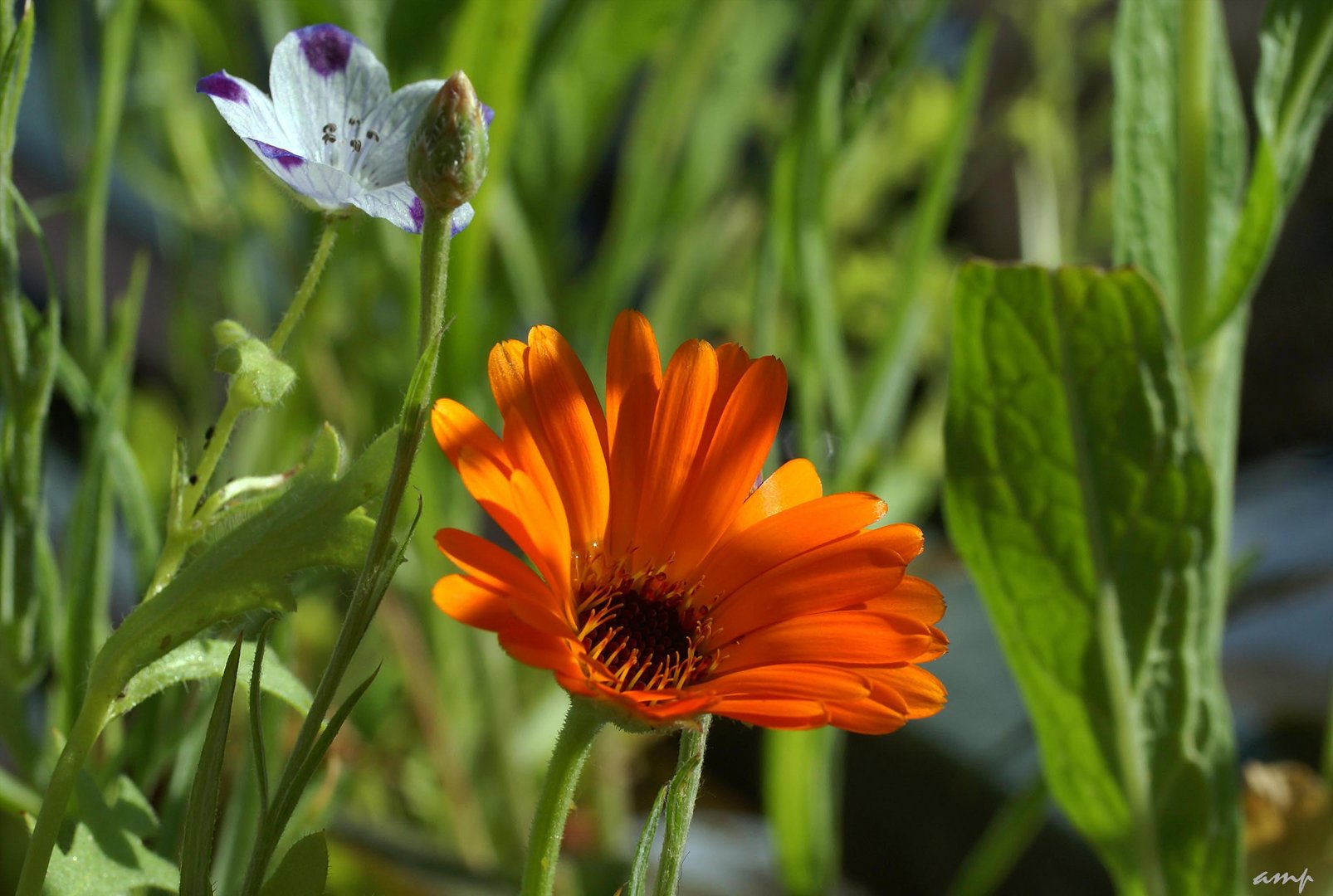 lazy summer afternoon ...