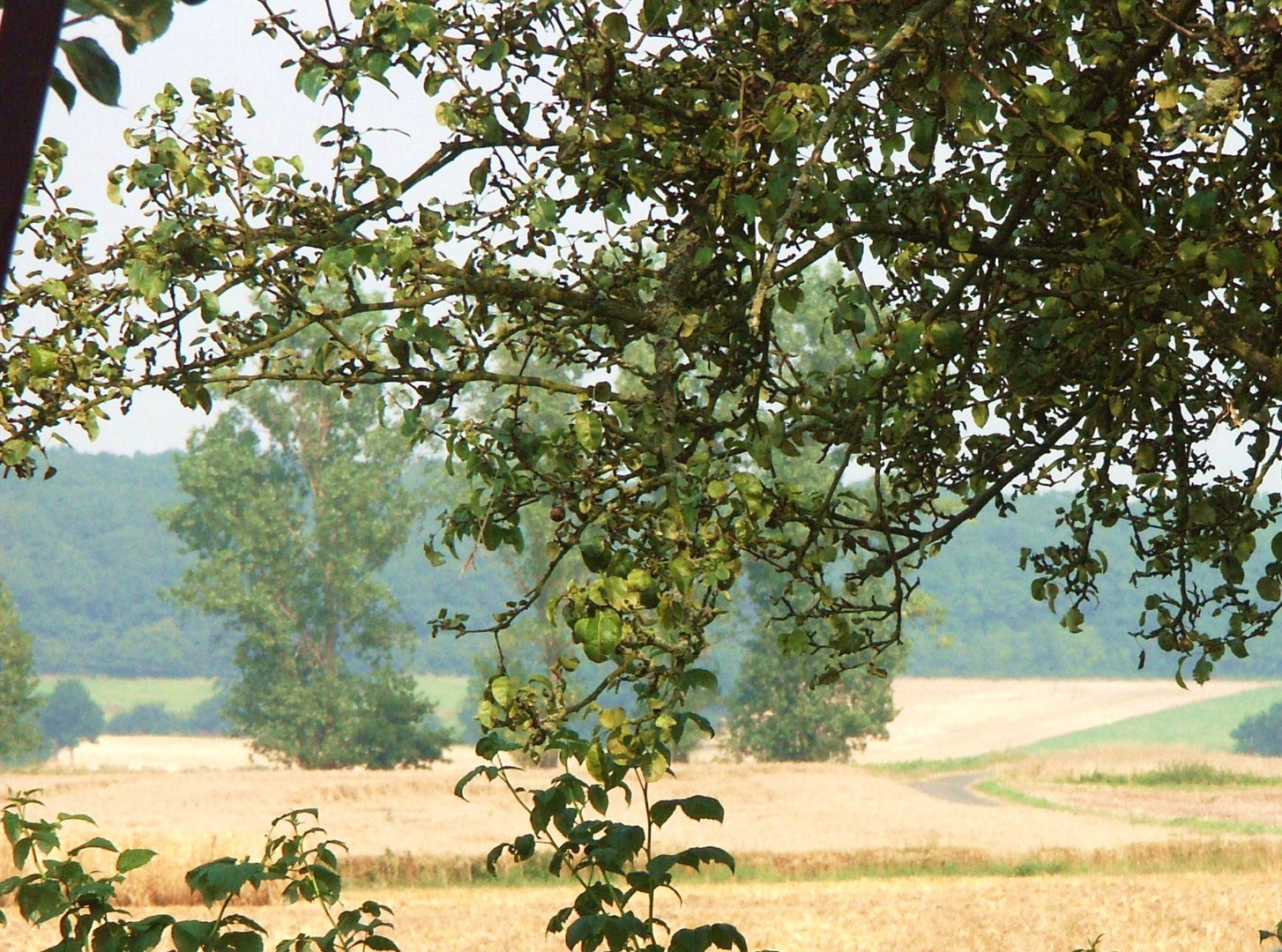 Lazy Summer in der Eifel