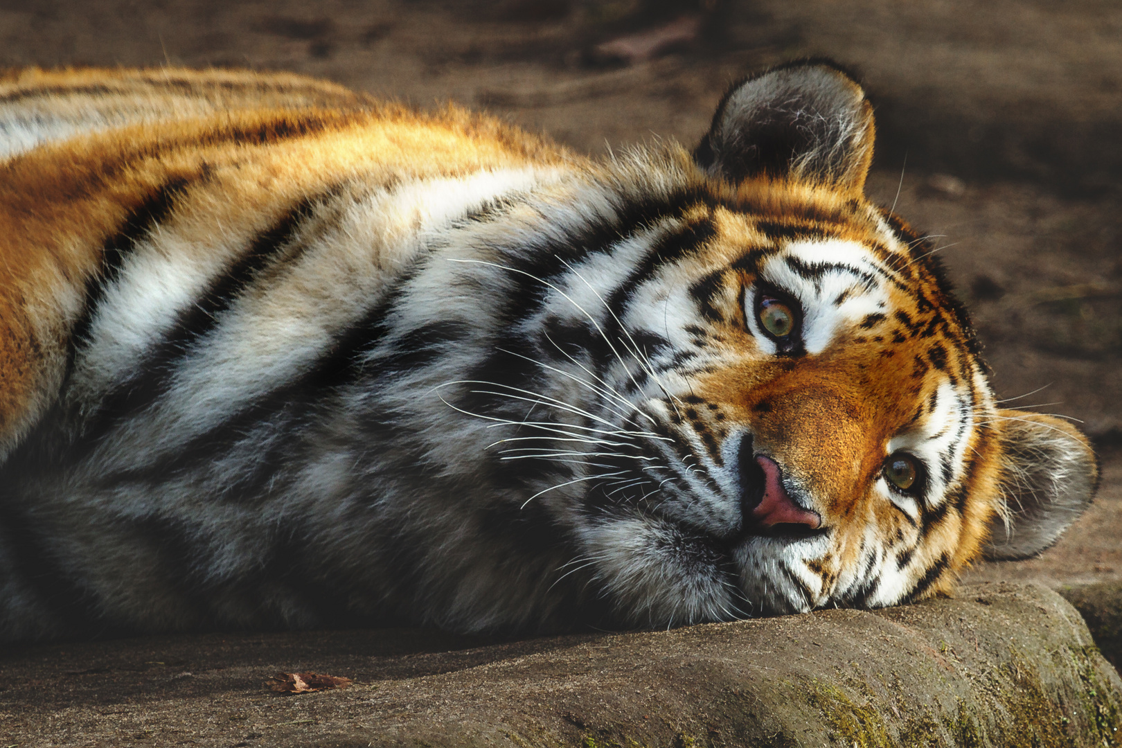 Lazy Tiger