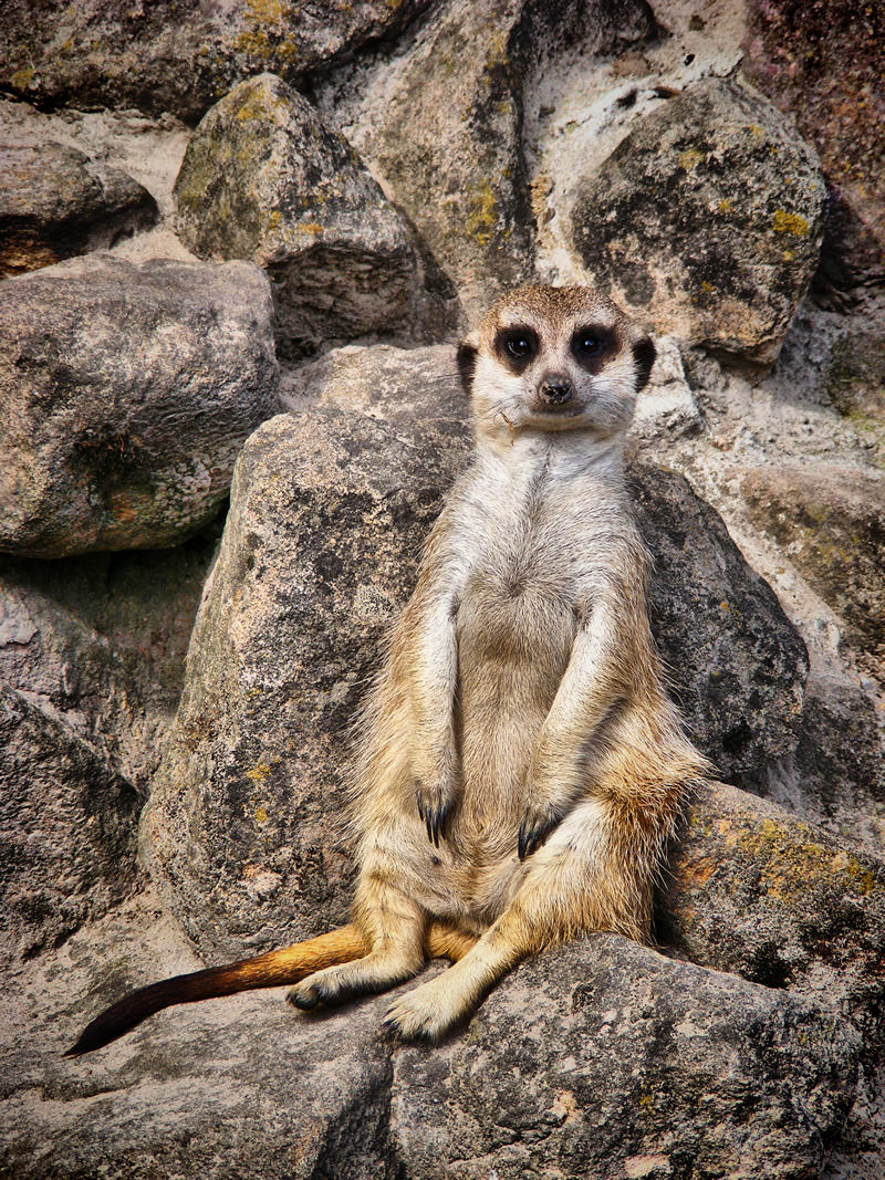 Lazy - Timon - Erdmännchen (Suricata suricatta)