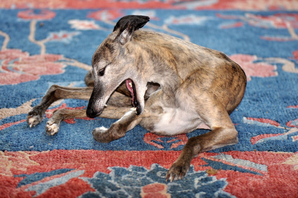 lazy Whippet