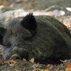 Lazy Wild Boar