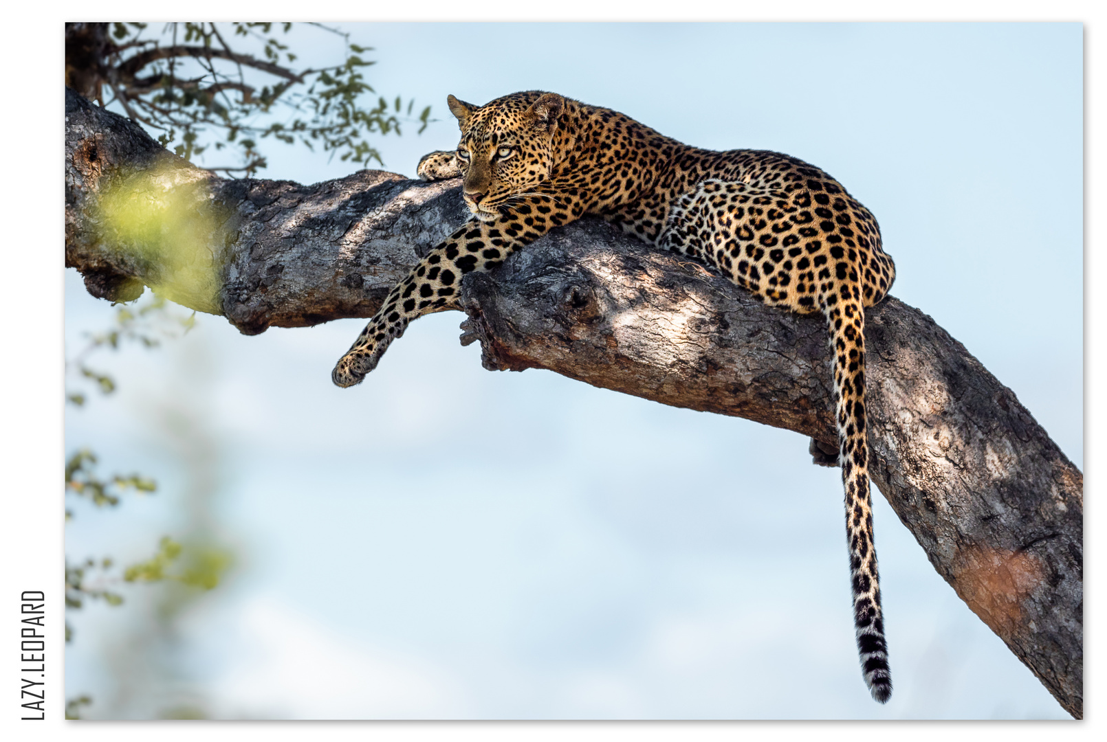 LAZY.LEOPARD