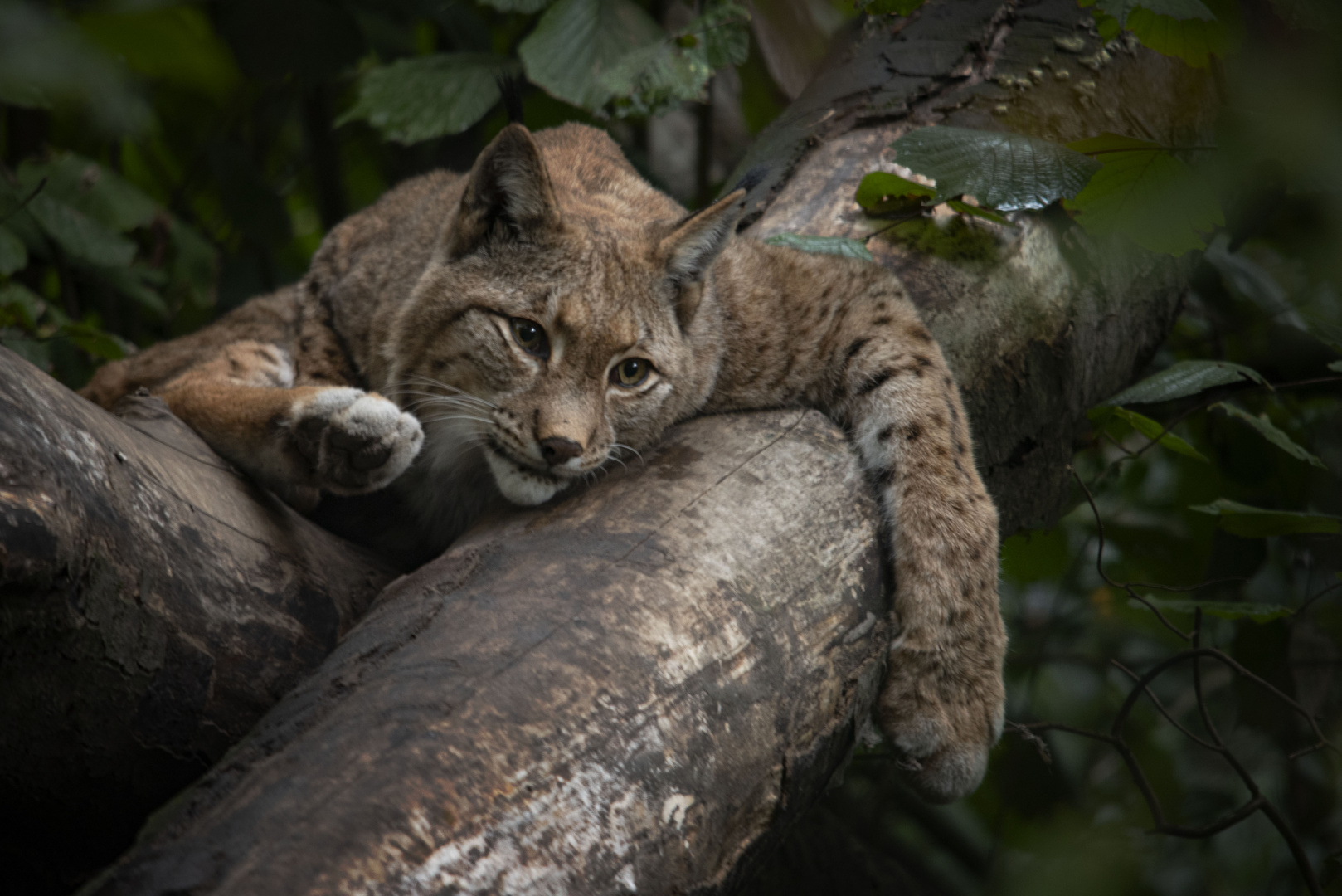 Lazy_Lynx