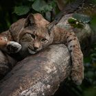 Lazy_Lynx