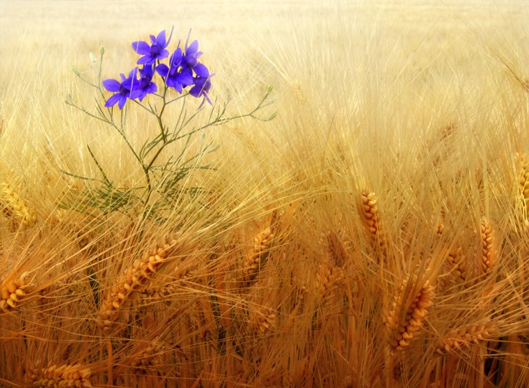 L'azzurro nel grano